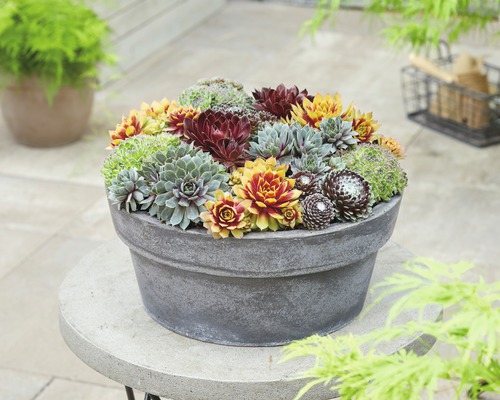 Urechelniță FloraSelf Sempervivum ghiveci Ø 13 cm