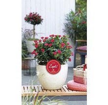 Trandafir FloraSelf Rose 'Zepeti' ® H 30-40 cm Co 6 L-thumb-3