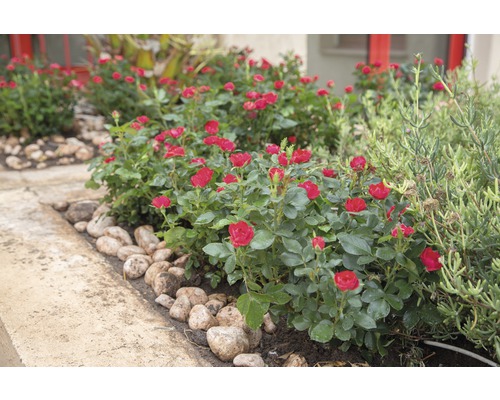 Strat de flori cu trandafiri miniaturali înfloriți și pietre