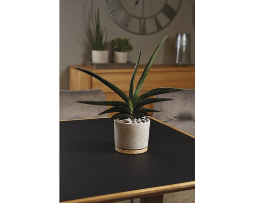 Plantă de interior într-un ghiveci cu pietre pe o masă
