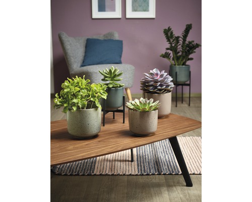 Plante de interior decorative în ghivece pe o măsuță de cafea