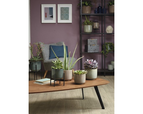 Living cu plante de apartament în ghivece pe o măsuță de cafea