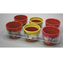 Șase ghivece de flori pictate într-un ambalaj transparent din plastic