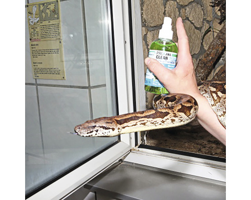 Un șarpe dintr-un terariu este curățat cu un spray de curățare.