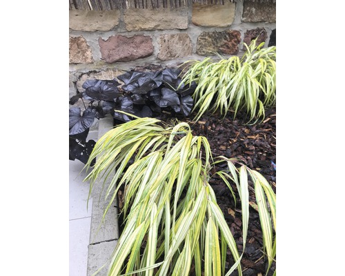 Iarbă aurie de Hakone FloraSelf Hakonechloa macra 'Aureola' H 5-20 cm Ø 14 cm Vedere a grădinii cu ierburi decorative și o bergenie cu frunze închise la culoare în fața unui zid de piatră