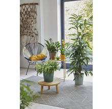 Mască ghiveci Soendgen Dallas Breeze ceramică Ø 28 cm H 27 cm galben-thumb-1 Mască ghiveci Soendgen Dallas Breeze ceramică Ø 28 cm H 27 cm galben-thumb-1