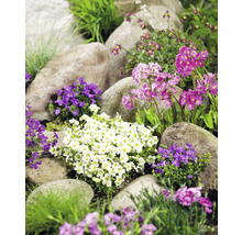 Peisaj de grădină cu pietre și diverse plante cu flori