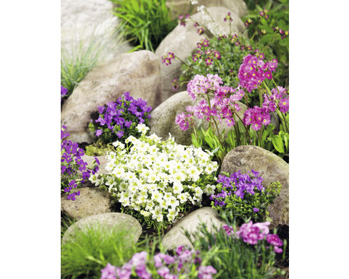 Plante perene primăvară Mix FloraSelf Co 2 L Peisaj de grădină cu pietre și diverse plante cu flori