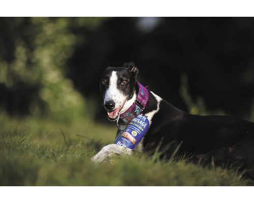 Un ogar stă culcat cu un cârnat de câine într-o luncă.