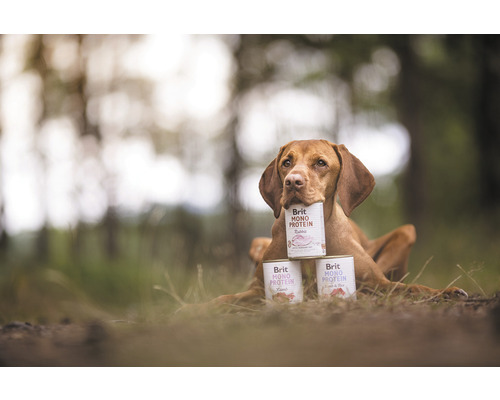 Un câine ține conserve cu hrană pentru câini Brit Mono Protein în gură și între labe