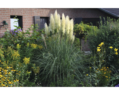 Iarbă de Pampas FloraSelf Cortaderia selloana 'Senior' H 20-120 cm Co 3 L