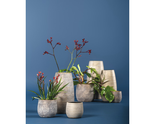 Diverse plante în ghivece decorative și jardiniere