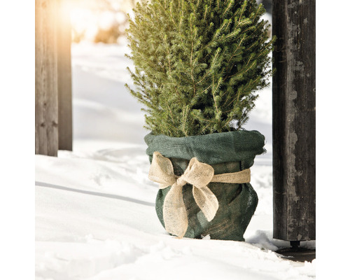 Molid mic într-un sac de iută cu fundă în zăpadă