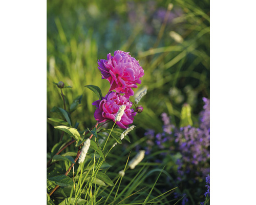 Prim-plan cu un bujor roz în grădină