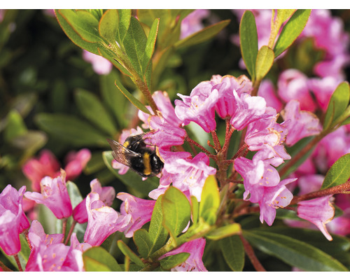 Prim-plan cu un bondar pe flori de rododendron.