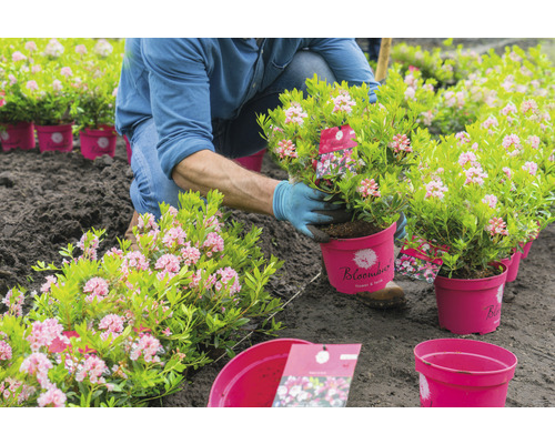 Grădinar plantând rododendron din ghiveci în pământ