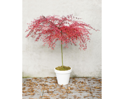 Arțar japonez în ghiveci alb