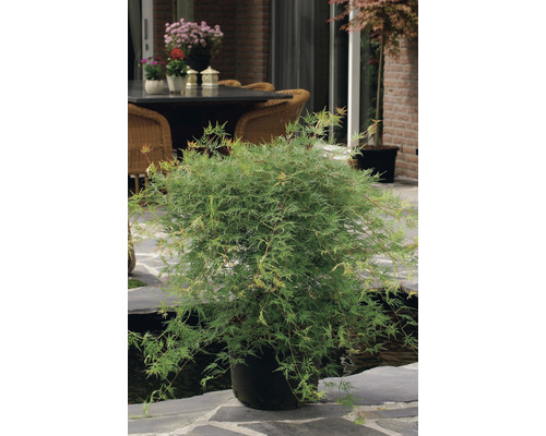 Arțar japonez în ghiveci pentru grădină