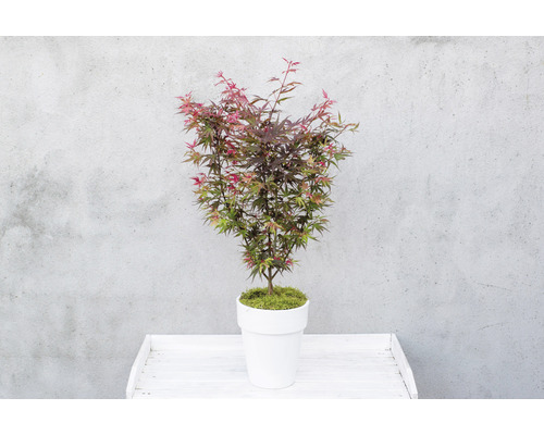 Arțar japonez în ghiveci pe o masă