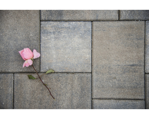 Pavaj gri cu trandafir