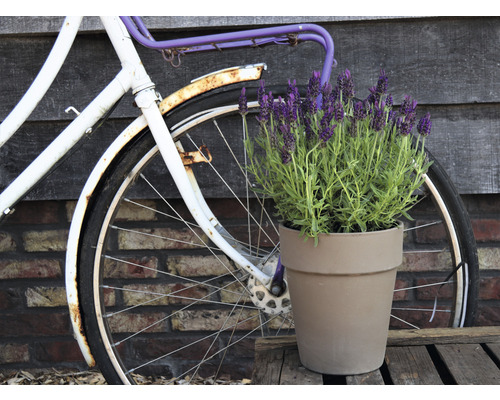Scenă decorativă cu floare la ghiveci, bicicletă și perete de lemn