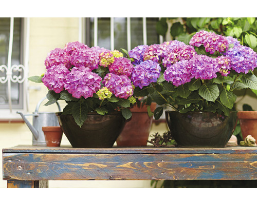 Aranjament cu hortensii în ghivece pe o masă din lemn