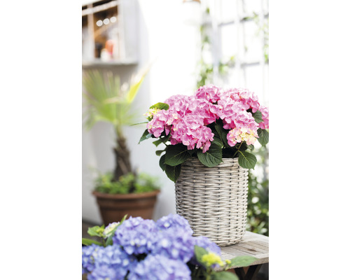 Hortensie roz în ghiveci împletit pe o masă de lemn