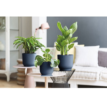 Trei plante de interior în ghivece texturate pe măsuțe laterale într-un living.