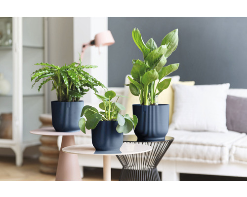 Trei plante de interior în ghivece texturate pe măsuțe laterale într-un living.