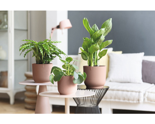 Trei plante de interior în ghivece pe măsuțe laterale într-un living.