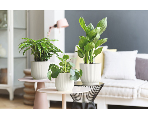 Plante de interior în ghivece pe mese într-o cameră de zi