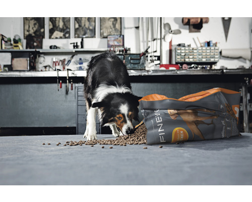 Un câine Border Collie mănâncă hrană dintr-un sac deschis marca Finevo.