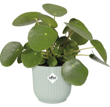 Mască ghiveci elho Vibes plastic Ø 11,1 cm H 10,5 cm verde-thumb-3 Mască ghiveci elho Vibes plastic Ø 11,1 cm H 10,5 cm verde-thumb-3