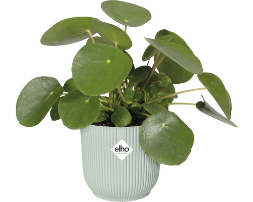 Plantă Pilea în ghiveci