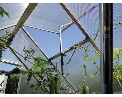 Vedere interioară a unei sere cu panouri de policarbonat și plante de castraveți în creștere