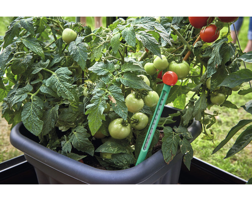 Plantă de tomate în ghiveci cu termometru
