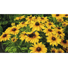 Flori de Rudbeckia galbene cu fluture în grădină