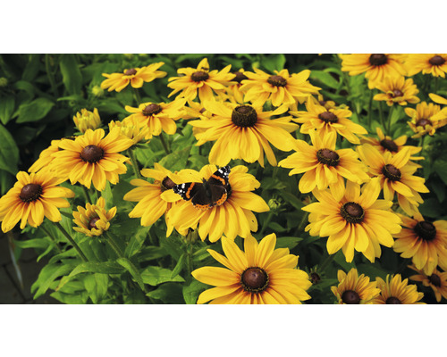 Flori de Rudbeckia galbene cu fluture în grădină