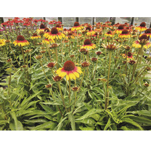 Câmp de flori de rudbeckia cu inflorescențe conice și frunze verzi