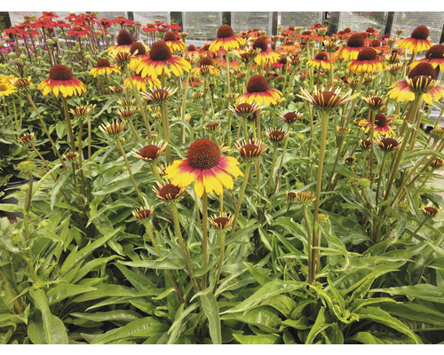 Câmp de flori de rudbeckia cu inflorescențe conice și frunze verzi