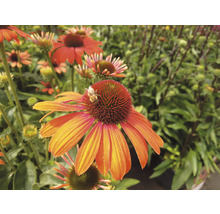 Prim-plan cu o floare de Echinacea cu o albină