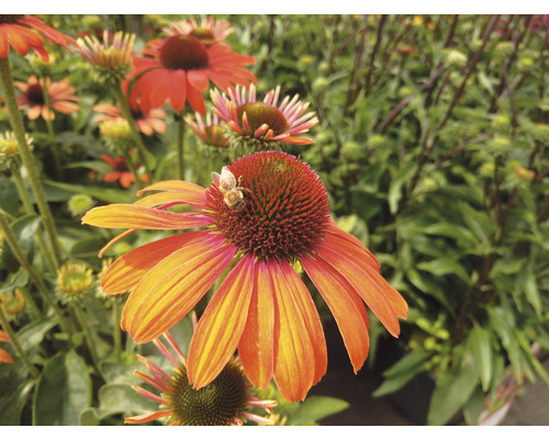 Prim-plan cu o floare de Echinacea cu o albină