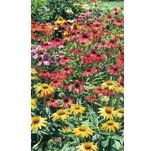 Câmp de echinacea înflorită