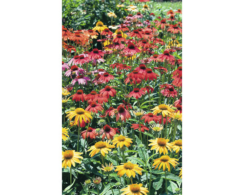 Câmp de echinacea înflorită