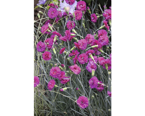 Prim-plan cu plante de garoafe cu flori roz