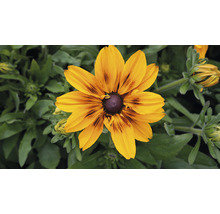 Floare de Rudbeckia hirta în detaliu