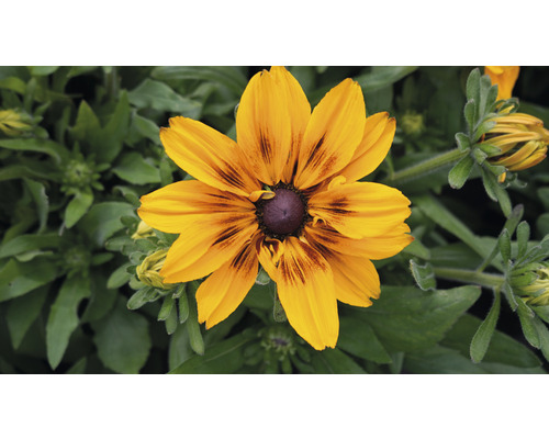 Floare de Rudbeckia hirta în detaliu