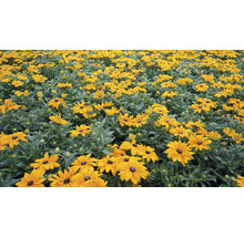 Câmp cu flori de Rudbeckia în grădină