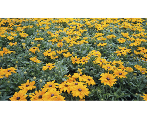 Câmp cu flori de Rudbeckia în grădină