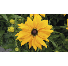 Floare galbenă de Rudbeckia în grădină
